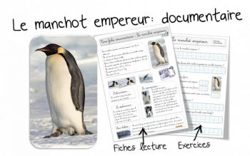 Le manchot empereur - documentaire
