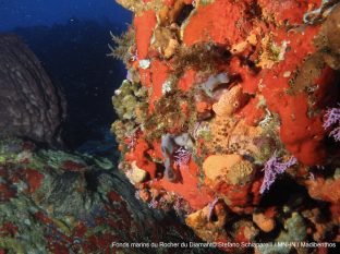 Fonds marins Martinique